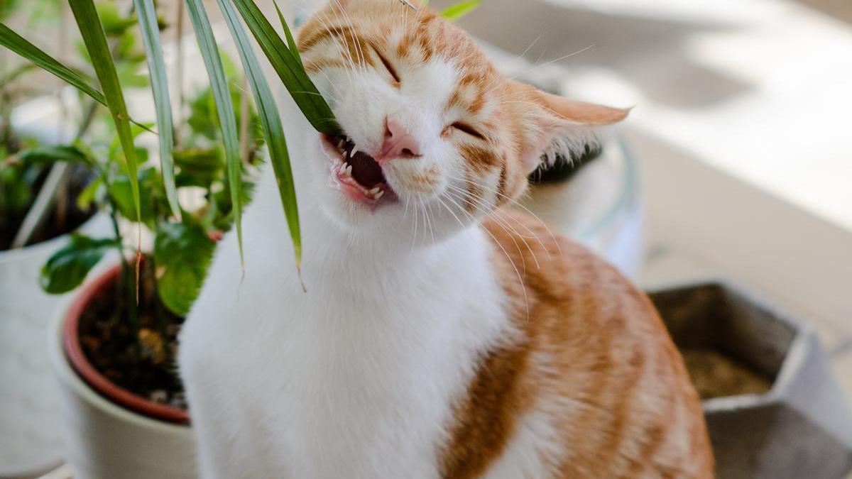 gato mordiendo planta artificial en terraza de sotogrande